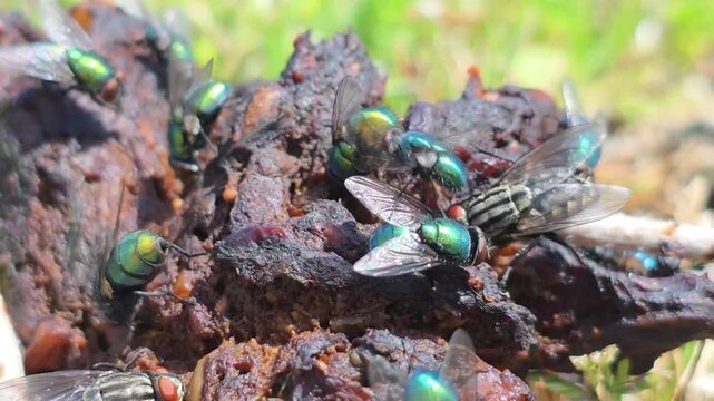 


Fierce struggle between Green Bottle Flies and Flesh Flies over food source.1
