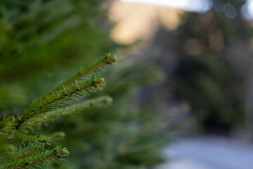 Fototapeta premium Close-up of fresh green pine needles on a branch, symbolizing nature, growth, and the refreshing spirit of a forest environment or winter holiday season