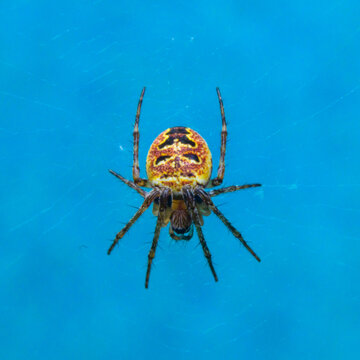 Orb-weaver spider Zilla diodia positioned at the center of its web