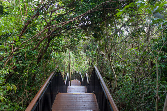 Wooden staircase  in tropical park leading deeper into rainforest. Journey, discovery, harmony with nature, quiet escape.