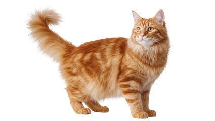 Orange tabby cat standing with fluffy fur and long tail © Radovan