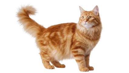 Fotobehang Kat Orange tabby cat standing with fluffy fur and long tail  © Radovan
