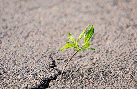 Green plant growing through crack in asphalt road