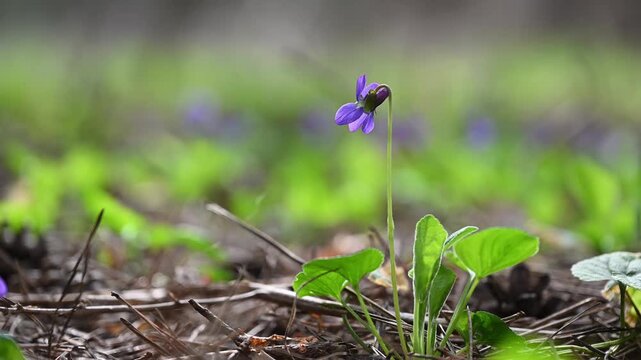 Single Wild Violet Flower in Forest, Macro Close-Up, Spring Nature, Bokeh Background, 4K 60fps