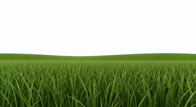 Lush green blades of grass grow in a rolling field featuring sharp details and vibrant texture under a clear horizon