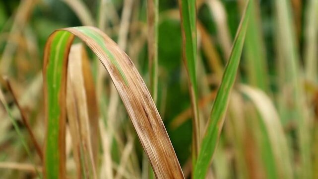 Imperata cylindrica is a type of grass with sharp leaves, which often becomes a weed in agricultural land.