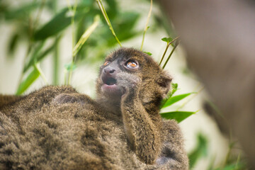 Portrait of a bamboo lemur baby sitting on its mother's back an eating leaves   Hapalemur © David Daniel
