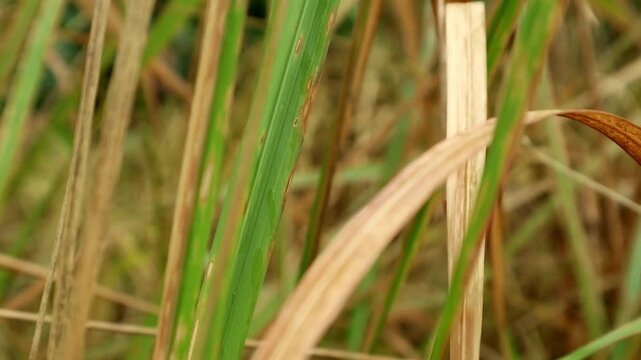 Imperata cylindrica is a type of grass with sharp leaves, which often becomes a weed in agricultural land.