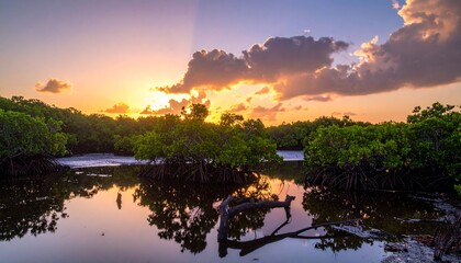 Obraz premium Florida Mangrove Sunset with Reflection
