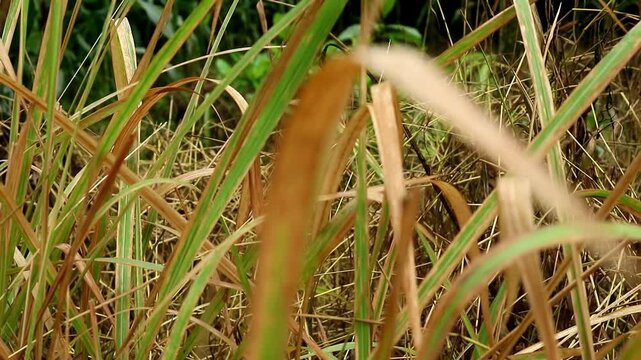 Imperata cylindrica is a type of grass with sharp leaves, which often becomes a weed in agricultural land.
