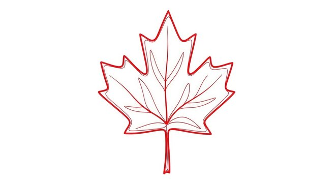 Stylized canadian maple leaf illustration a delicate sketch with red outlines and white fill