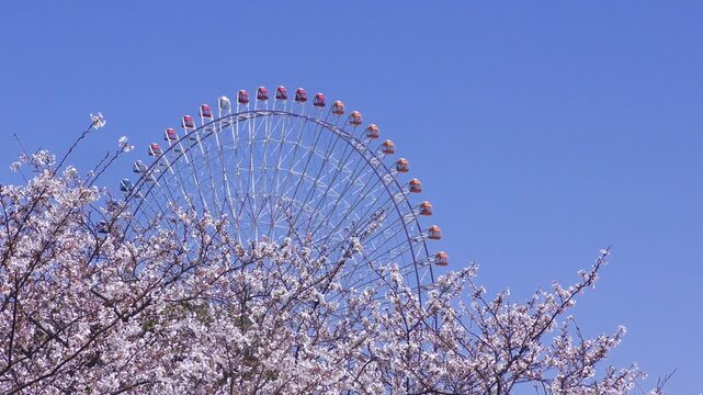 満開の桜咲く神奈川県横浜市、みなとみらい地区の満開の桜と観覧車のある風景
