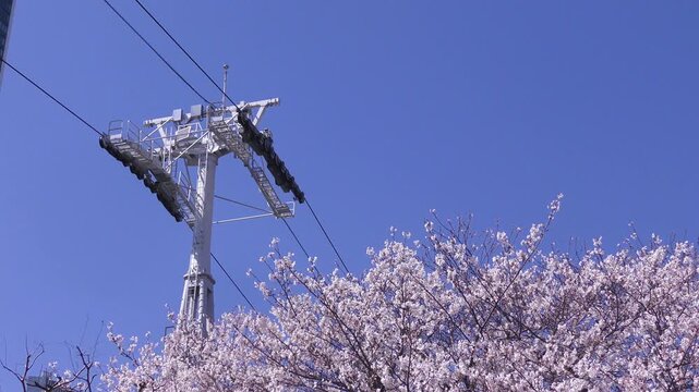 満開の桜咲く神奈川県横浜市、みなとみらい地区の満開の桜とロープウェイのある風景
