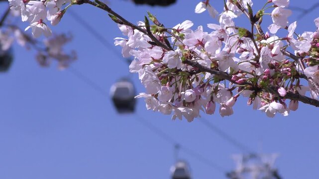 満開の桜咲く神奈川県横浜市、みなとみらい地区の満開の桜とロープウェイのある風景
