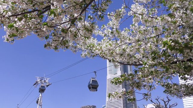 満開の桜咲く神奈川県横浜市、みなとみらい地区の満開の山桜とロープウェイのある風景
