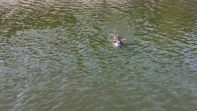 Old English Bulldog swimming in lake following drone in natural outdoor setting
