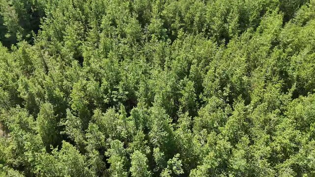 Aerial drone shot flying over pine forest in natural landscape