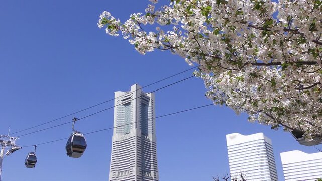 満開の桜咲く神奈川県横浜市、みなとみらい地区の満開の山桜とロープウェイのある風景
