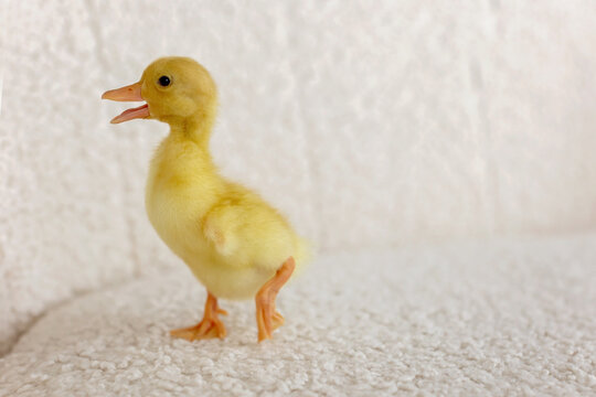 Happy beautiful child kid, playing with small beautiful ducklings at home, cute fluffy animal birds
