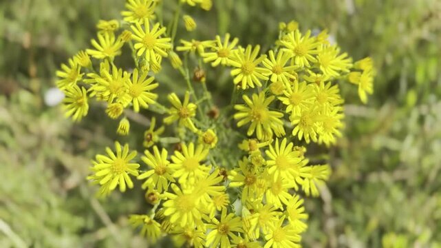 Jacobaea erucifolia, the hoary ragwort, is a species of flowering plant in the genus Jacobaea of the family Asteraceae. It is swaying in the wind on a sunny day.
