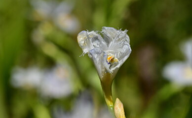 Aufgehende Blüte einer gefransten Schwertlinie © christiane65