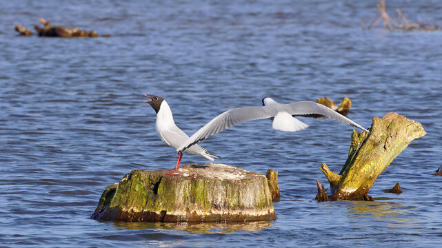 Black-headed gull (Chroicocephalus ridibundus) standing on a dead treetrunk in a submerged woodland with shallow water, screeching to its arriving partner. 