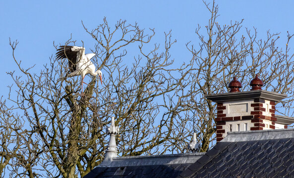 Stork frantically trying to build a new nest in a bare tree besides a traditional brick house with slate roof