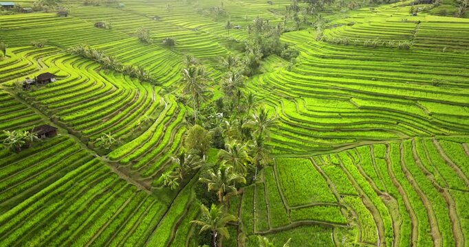 Jatiluwih rice terraces in Bali, Indonesia, lush green paddies cultivated in a traditional irrigation system landscape, with small huts and tropical palm trees dotting the slopes. Natural background