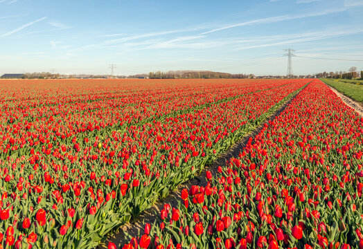 Large field of red-flowering tulips at a specialized bulb grower. The photo was taken at the beginning of spring on the former Dutch island of Goeree-Overflakkee in the province of South Holland.