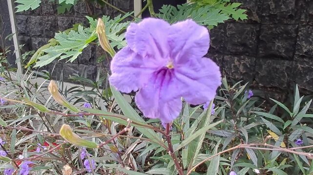 A wide shot of a small, delicate purple Water Hyssop or Bacopa flower blooming in a garden setting.