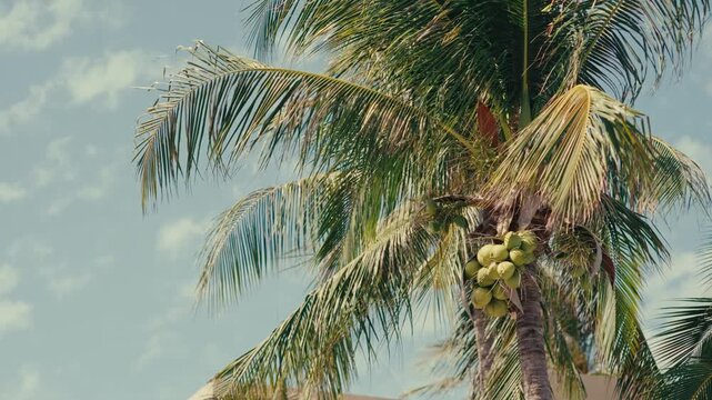 Tropical getaway and island lifestyle with palm trees bearing coconuts against a blue sky.
