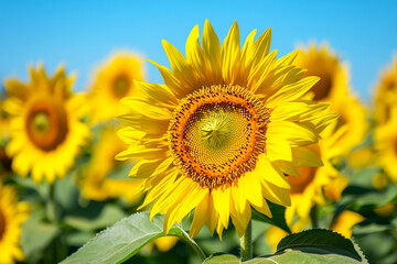Fototapeta premium Close-up of sunflower in sunny field with clear blue sky