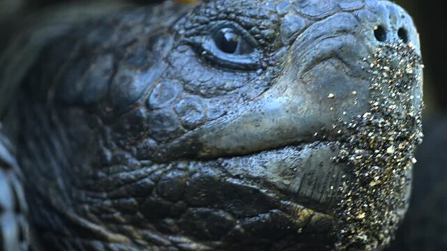 Close-Up of Galapagos Tortoise Face and Shell Detail