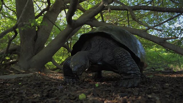 Endangered Giant Tortoise Grazing on Galapagos Island