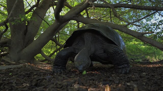Endangered Giant Tortoise Grazing on Galapagos Island