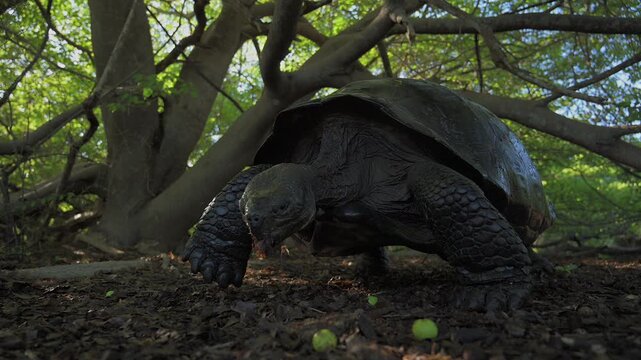 Endangered Giant Tortoise Grazing on Galapagos Island