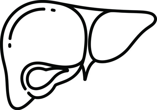 Simple diagram of the human liver and gallbladder