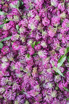 Dried red clover (Trifolium pratense) herbal remedy for health and wellness