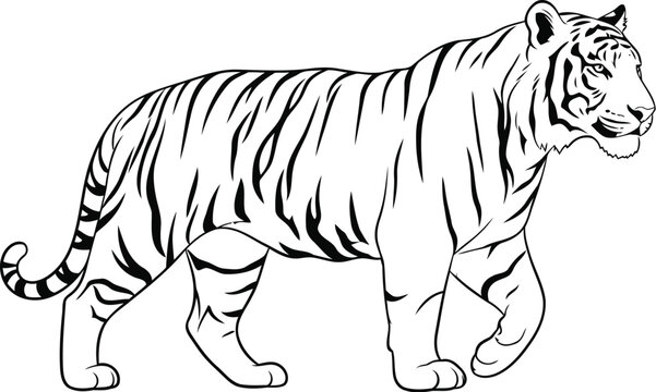 Graceful black and white sketch of a running tiger in natural pose