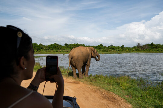 Woman photographing wild elephant on safari by lake in Sigiriya Sri Lanka
