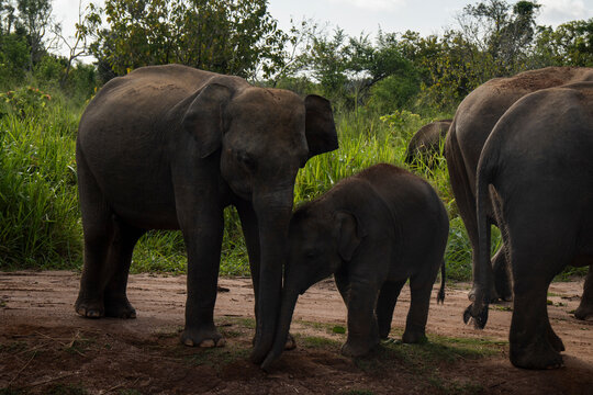 Wild elephants in Sigiriya Sri Lanka on safari adventure outdoors