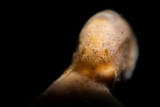 Cryptic sponge shrimp Gelastocaris paronae close up in Lembeh Strait