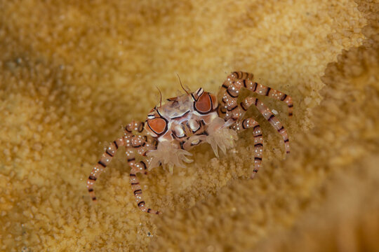 Boxer crab on reef in Lembeh Strait Indonesia close up