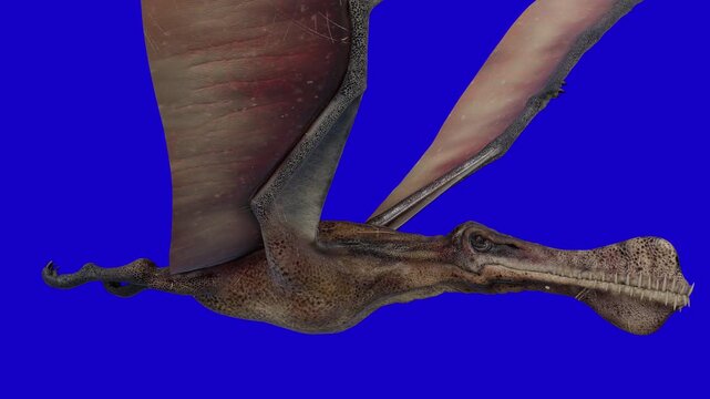 4K 12-second chromakey footage of a Thapunngaka shawi pterosaur flying on a solid blue background. Perfect for chroma keying, compositing and professional video editing.