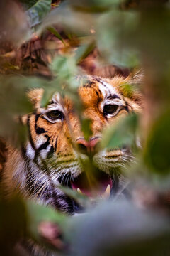 Tigre de bengala en Bardia Nepal