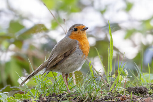 robin red breast