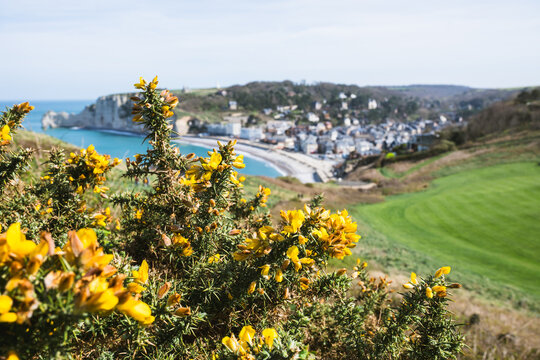 Yellow gorse flowers on coastal hill overlooking Etretat cliffs and seaside town in Normandy France
