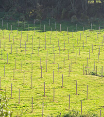 Fototapeta premium White Post Grid Across Sunlit Green Farm Field