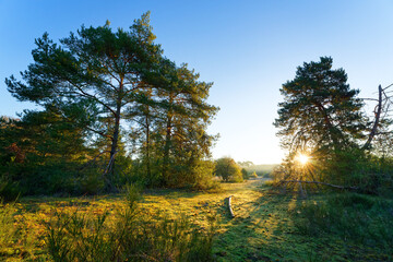 The Cabaret Masson clearing in Fontainebleau forest  © hassan bensliman