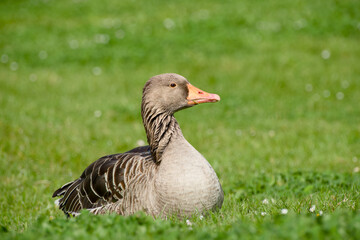 Greylag goose resting on grass in natural setting © in_colors